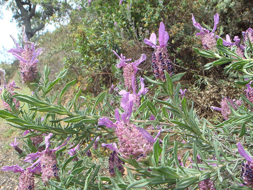 French Lavender photo 8