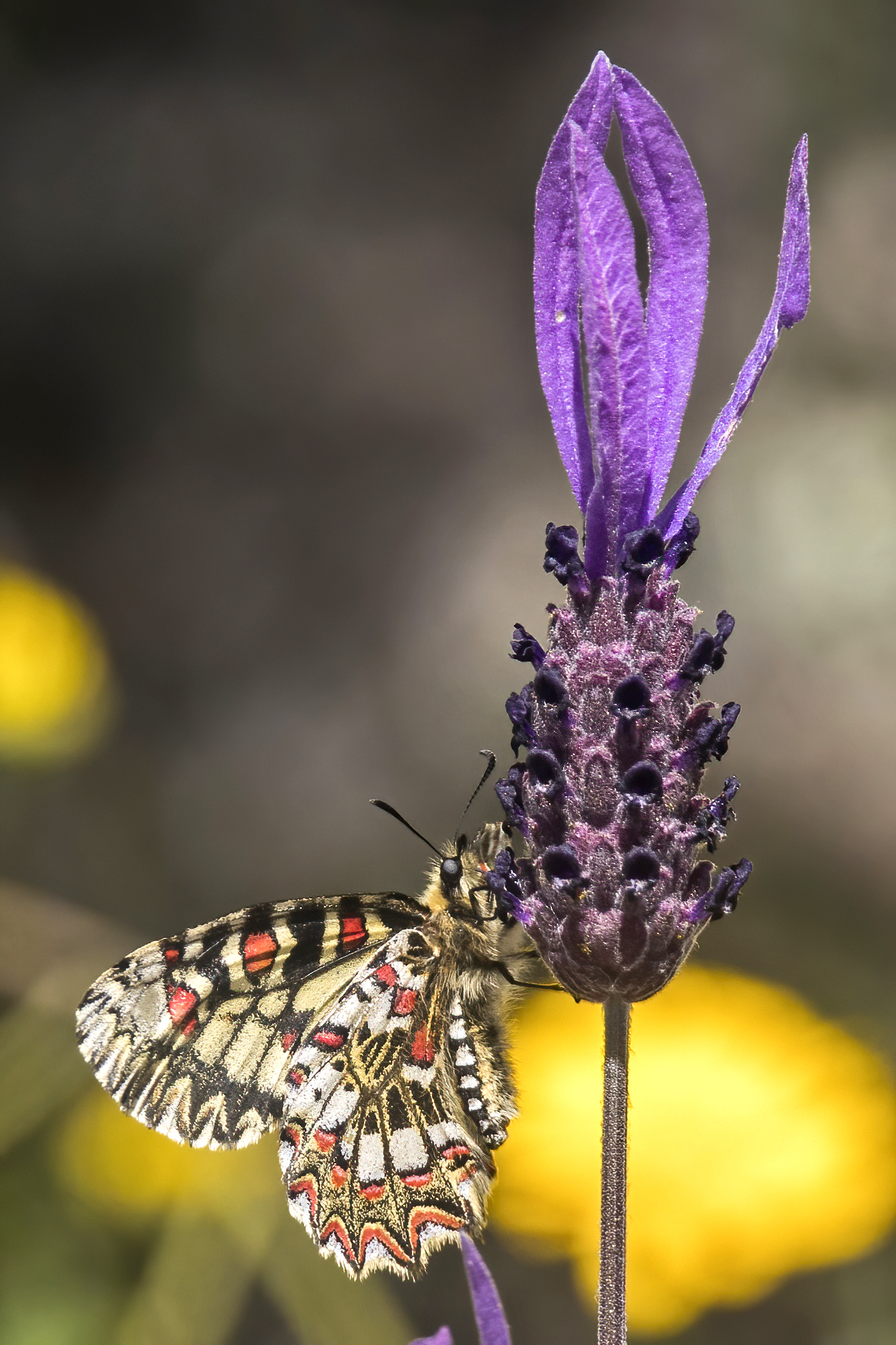 French Lavender photo 9