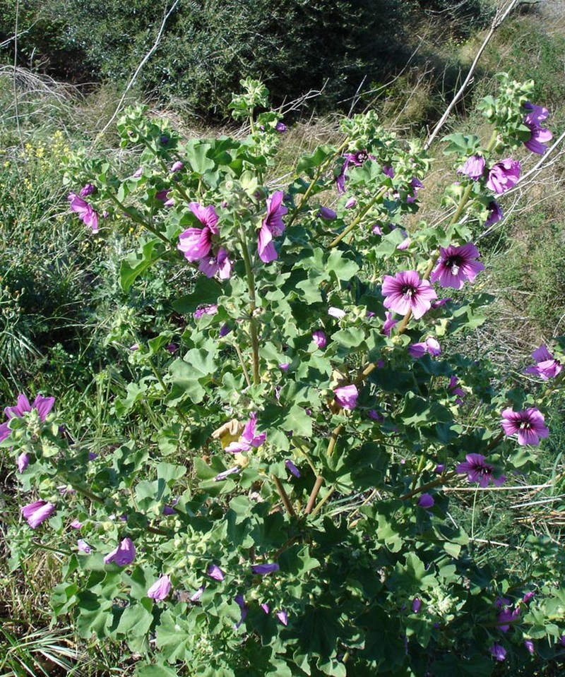 Tree Mallow