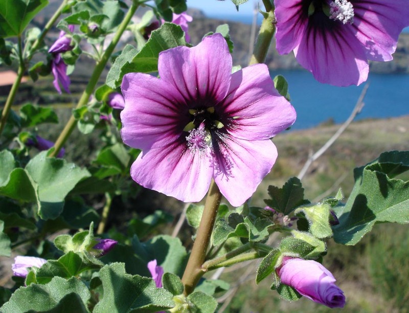 Tree Mallow photo 2