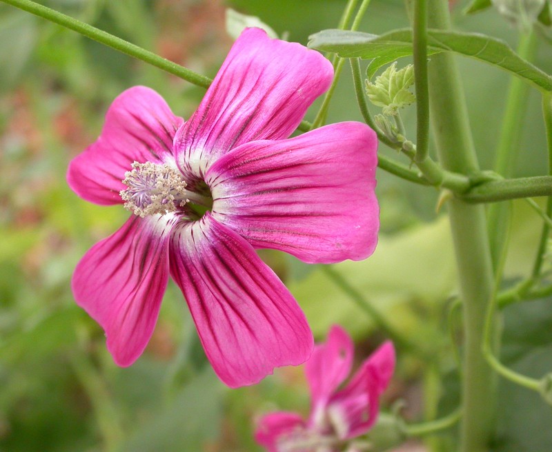 Island Mallow