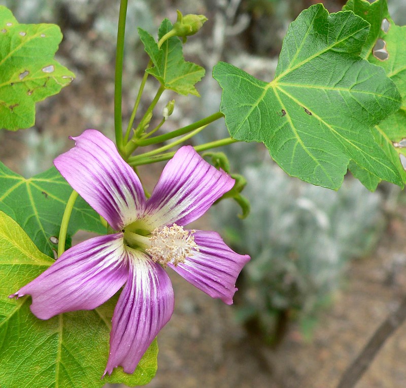 Island Mallow photo 2