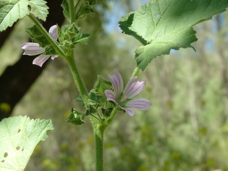 Cornish Mallow