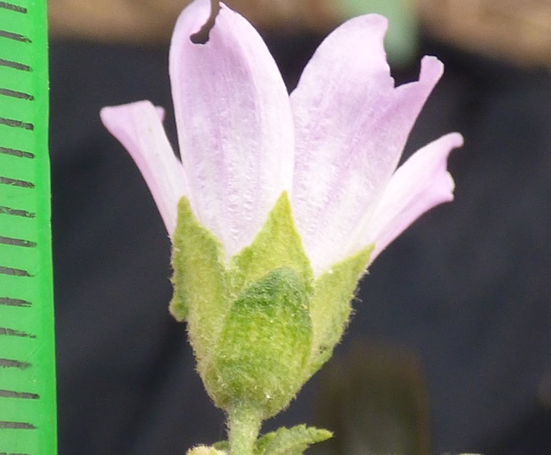 Cornish Mallow photo 2