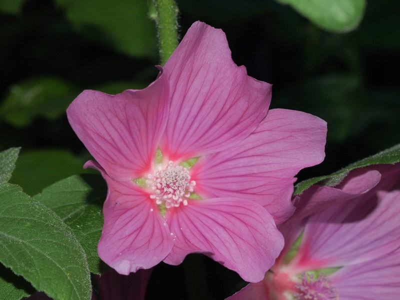 Tree Lavatera photo 5