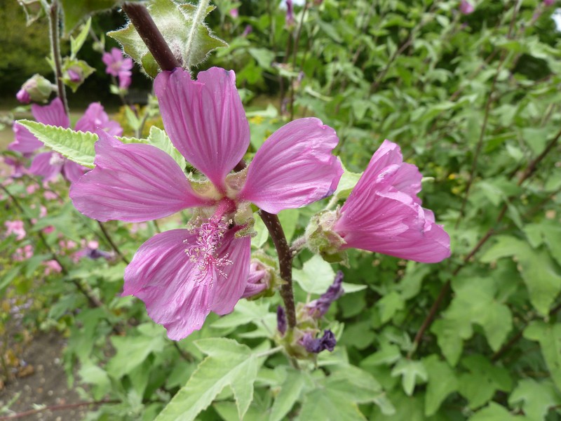 Tree Lavatera photo 6