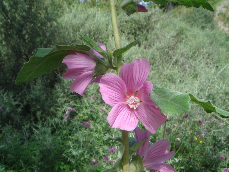 Tree Lavatera photo 2