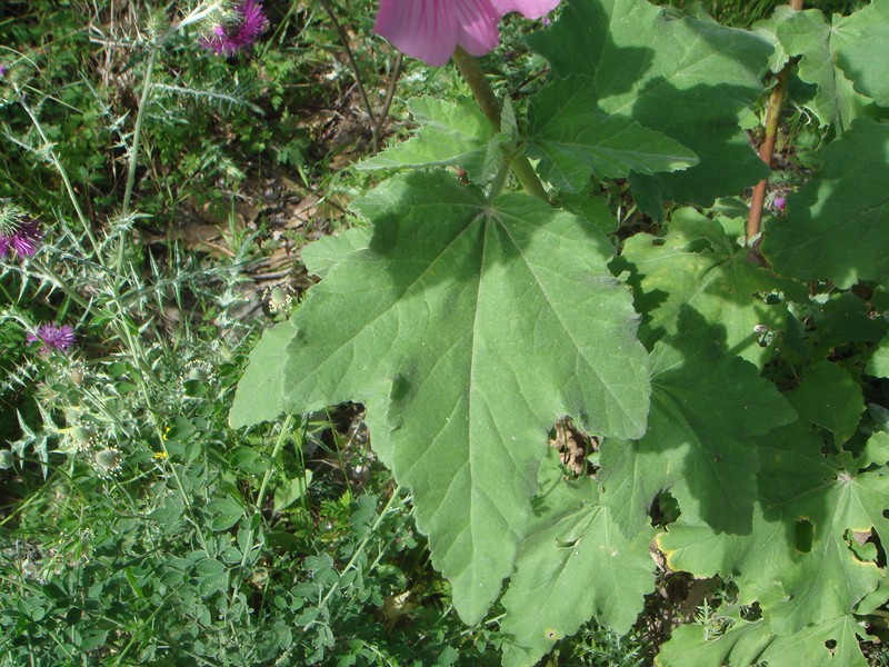 Tree Lavatera photo 4
