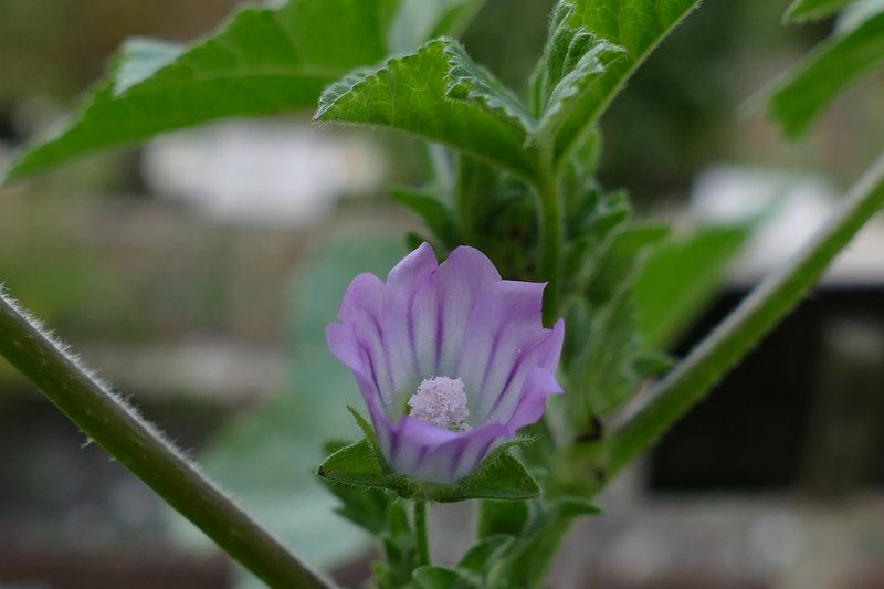 Tree Lavatera photo 7
