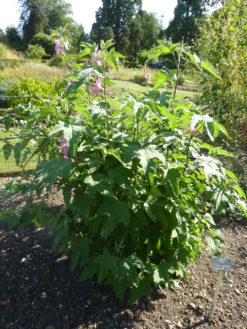 Tree Lavatera photo 8