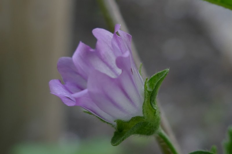 Tree Lavatera photo 9