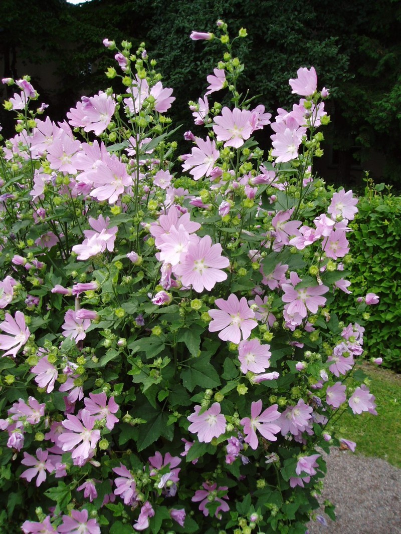Tree Lavatera