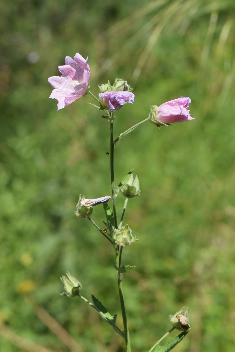 Tree Lavatera photo 3