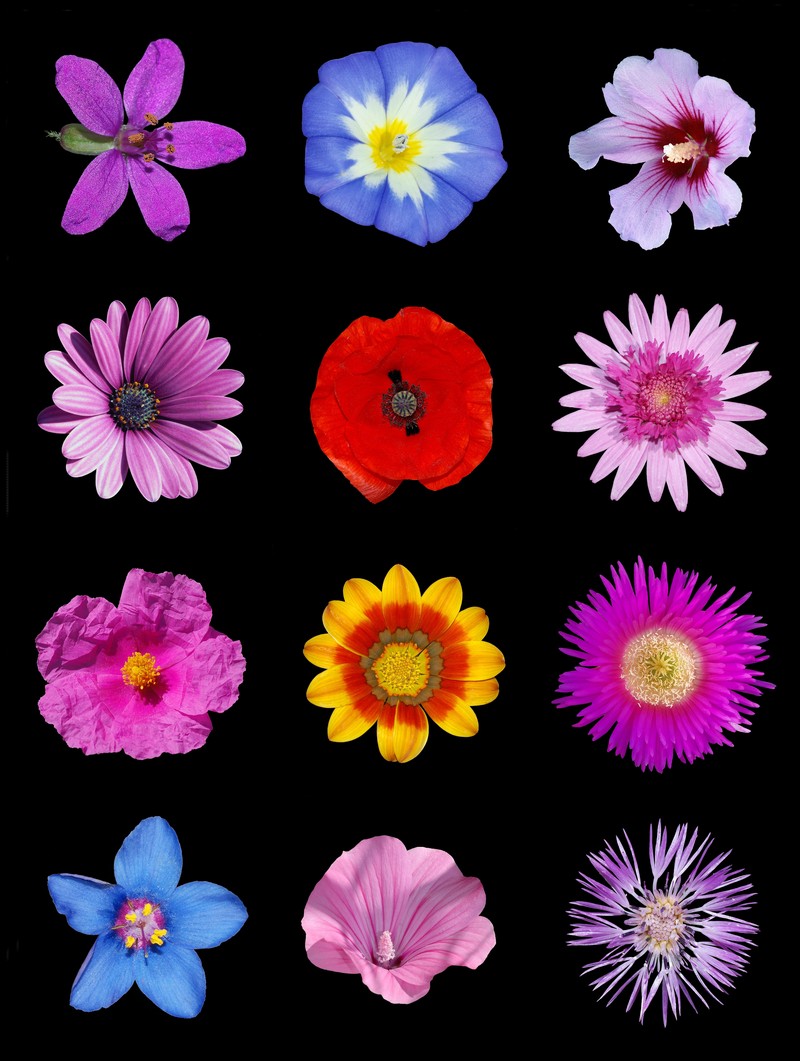 Annual Mallow photo 4