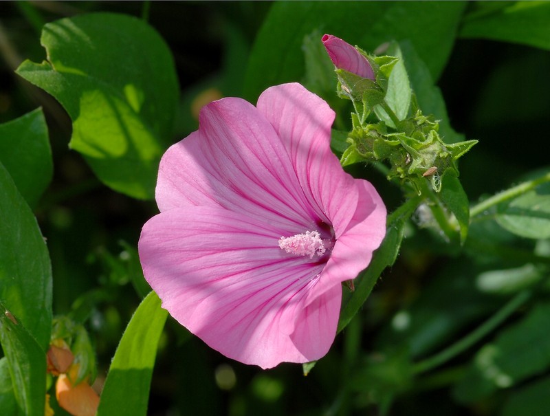 Annual Mallow photo 5