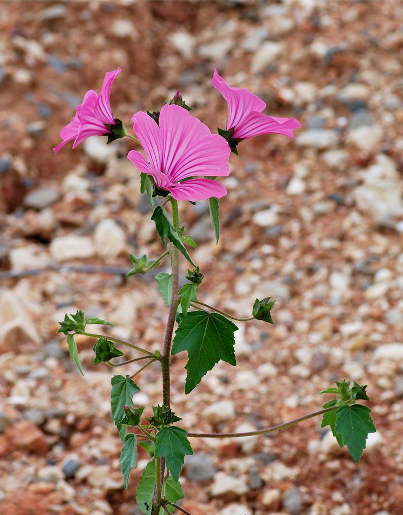 Annual Mallow photo 6