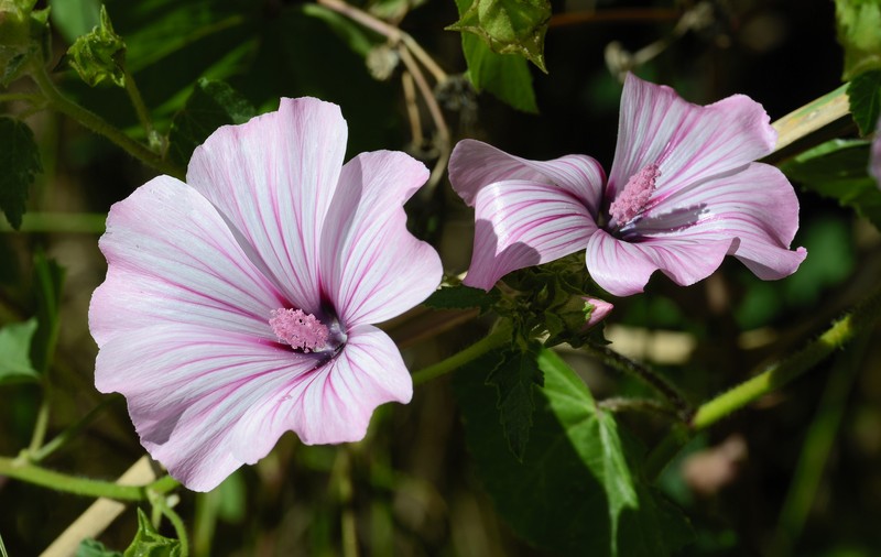 Annual Mallow photo 7