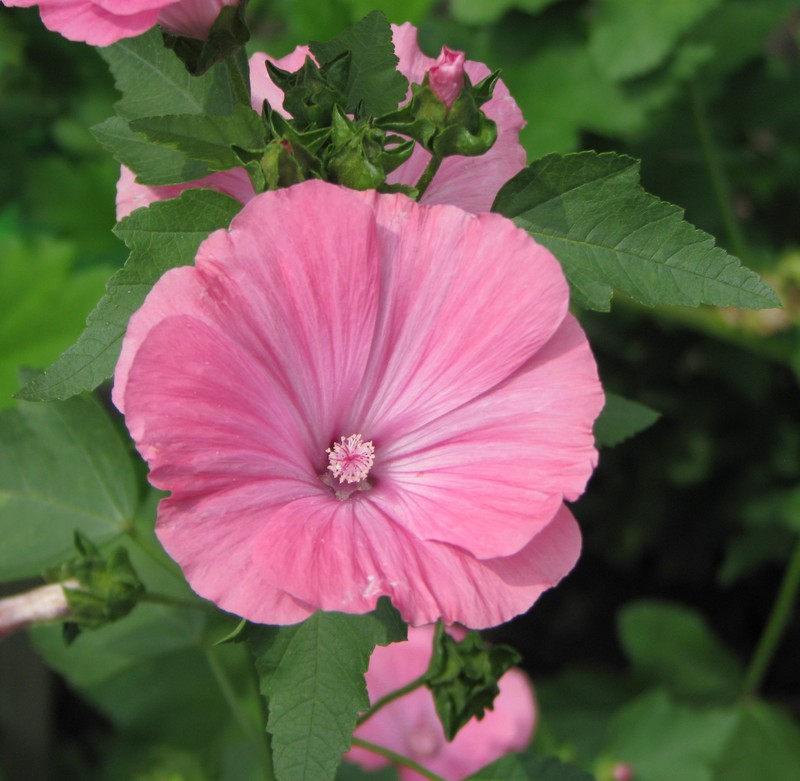 Annual Mallow photo 2