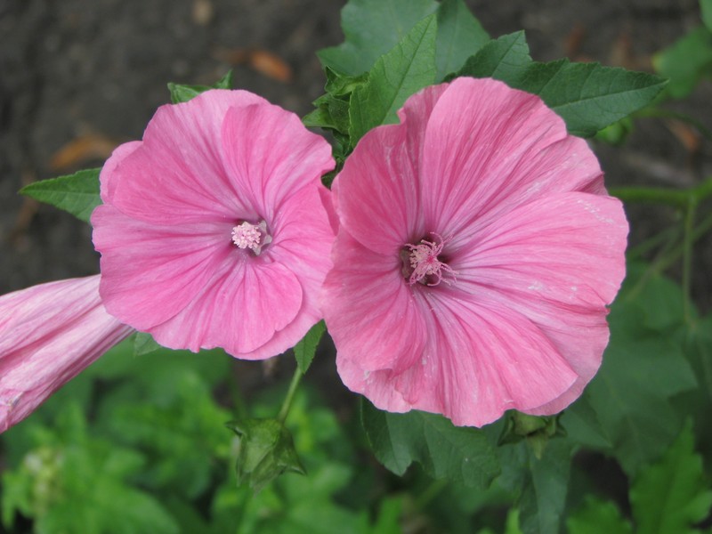 Annual Mallow photo 3
