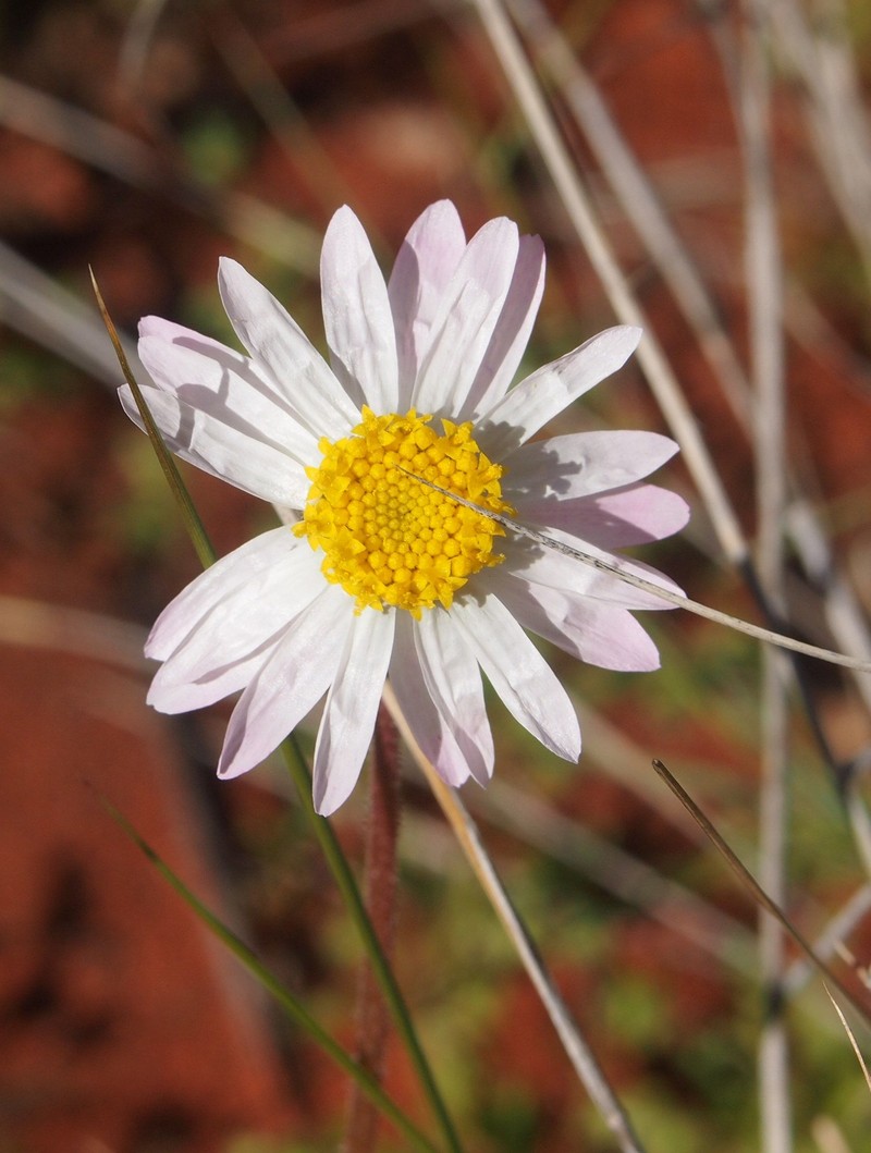 Lawrencella davenportii