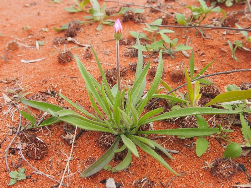 Lawrencella davenportii photo 2