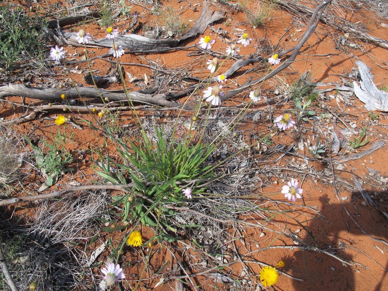Lawrencella davenportii photo 3
