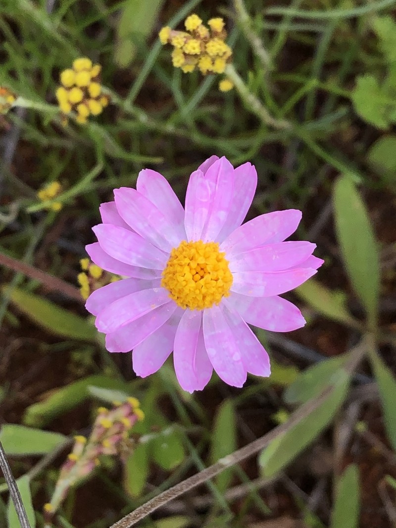 Lawrencella davenportii photo 5
