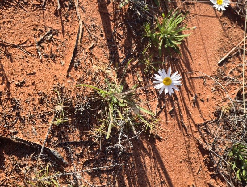 Lawrencella davenportii photo 6