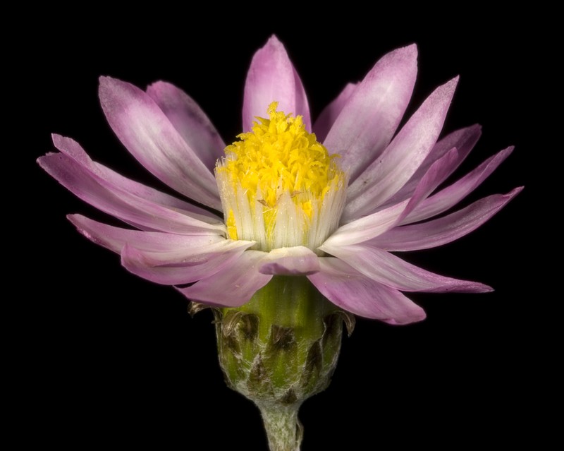 Lawrencella rosea