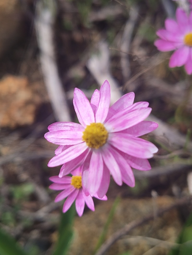 Lawrencella rosea photo 2