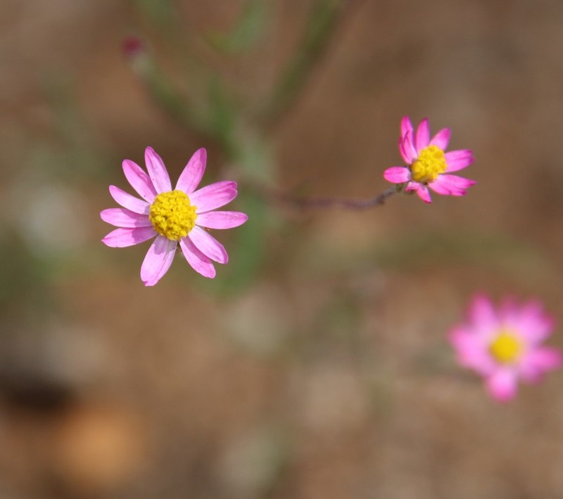 Lawrencella rosea photo 3
