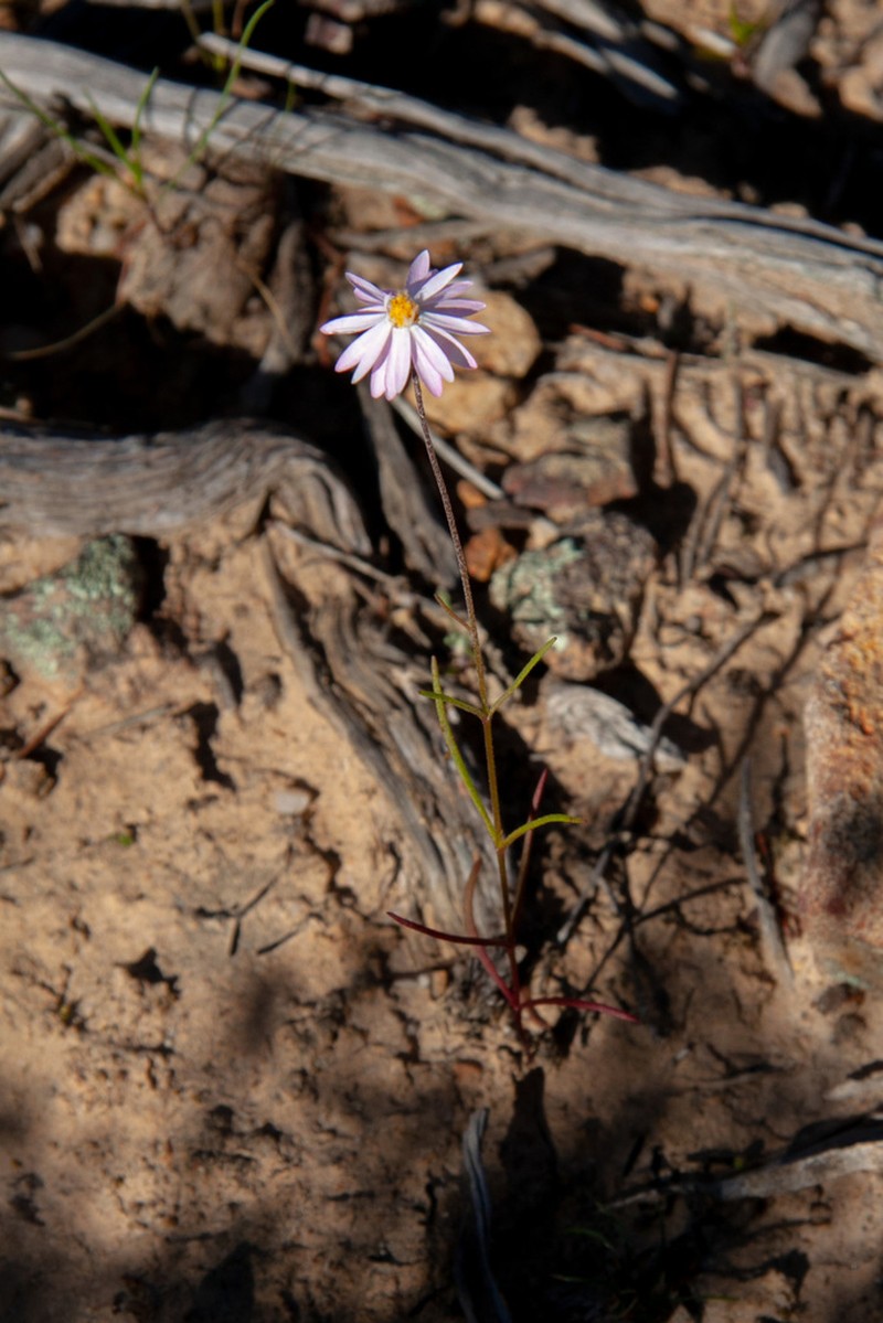 Lawrencella rosea photo 4