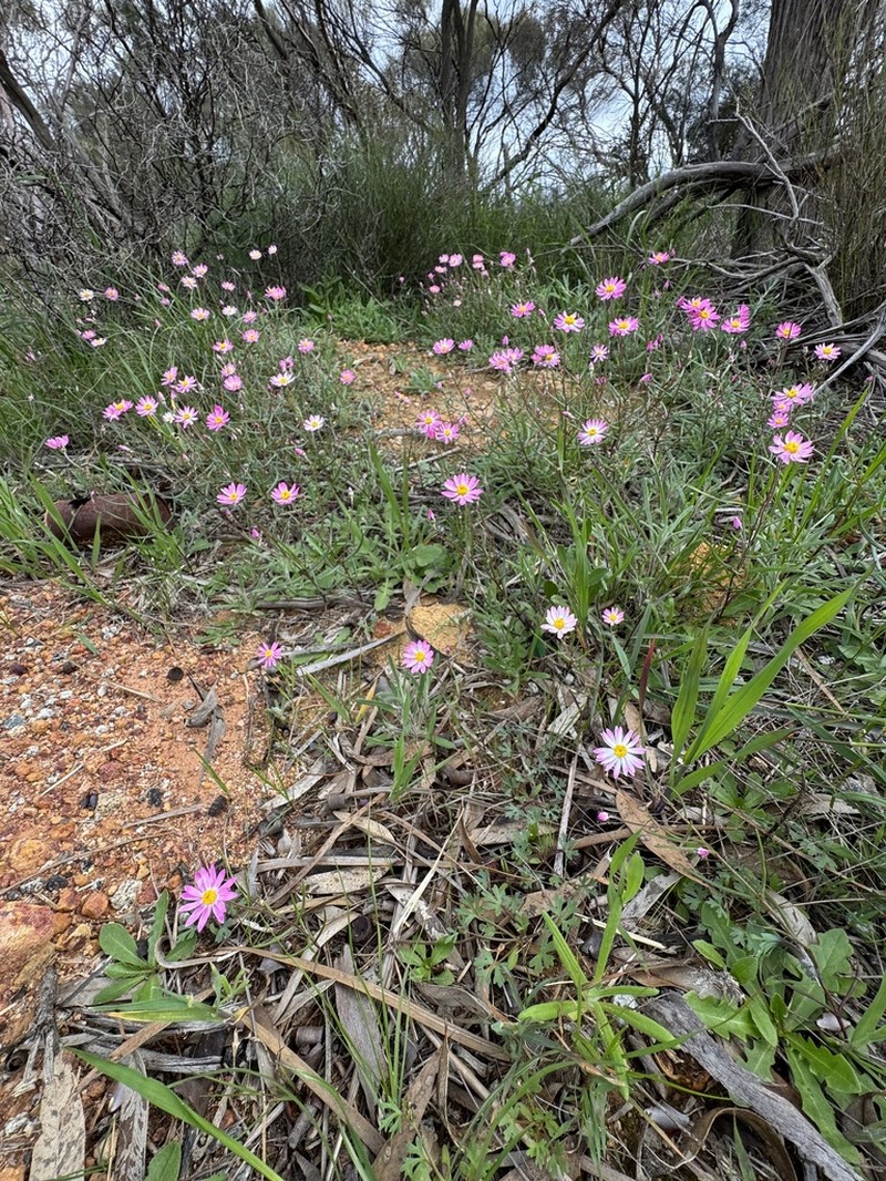 Lawrencella rosea photo 5