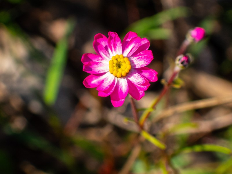 Lawrencella rosea photo 6