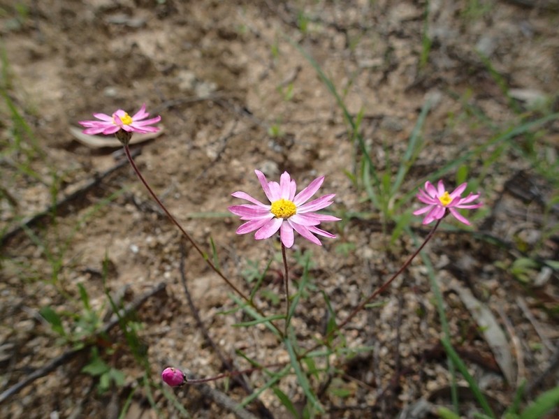 Lawrencella rosea photo 7