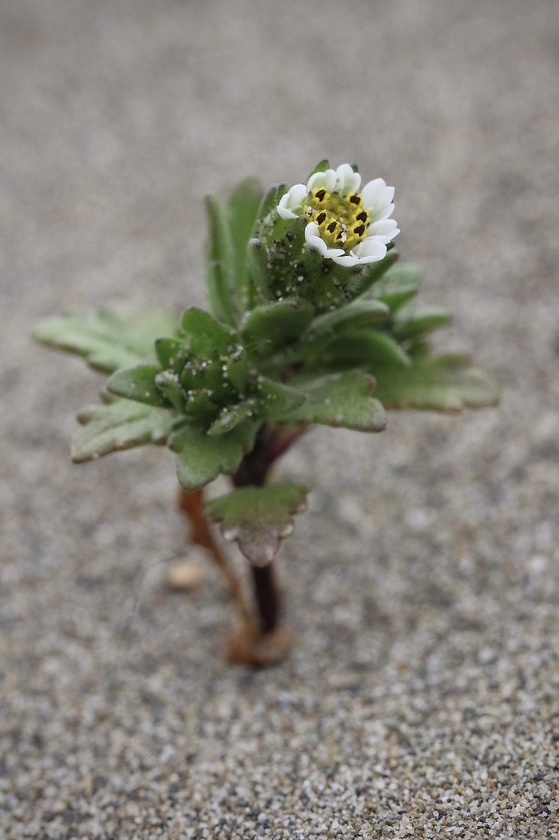 Beach Tidytips