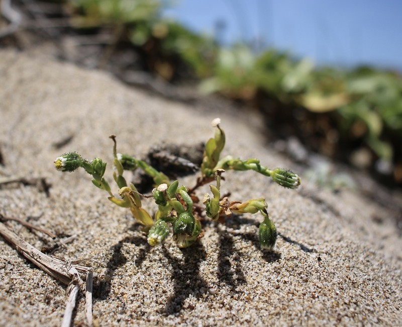 Beach Tidytips photo 2