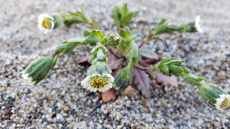 Beach Tidytips photo 4