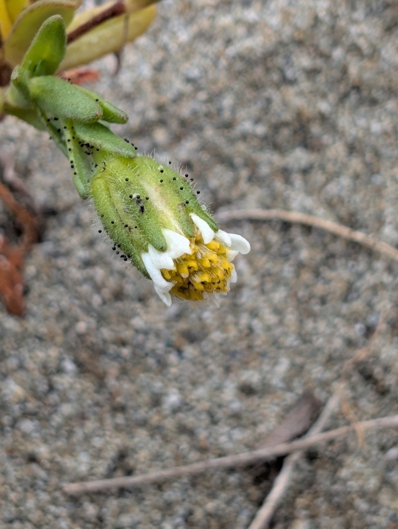 Beach Tidytips photo 6