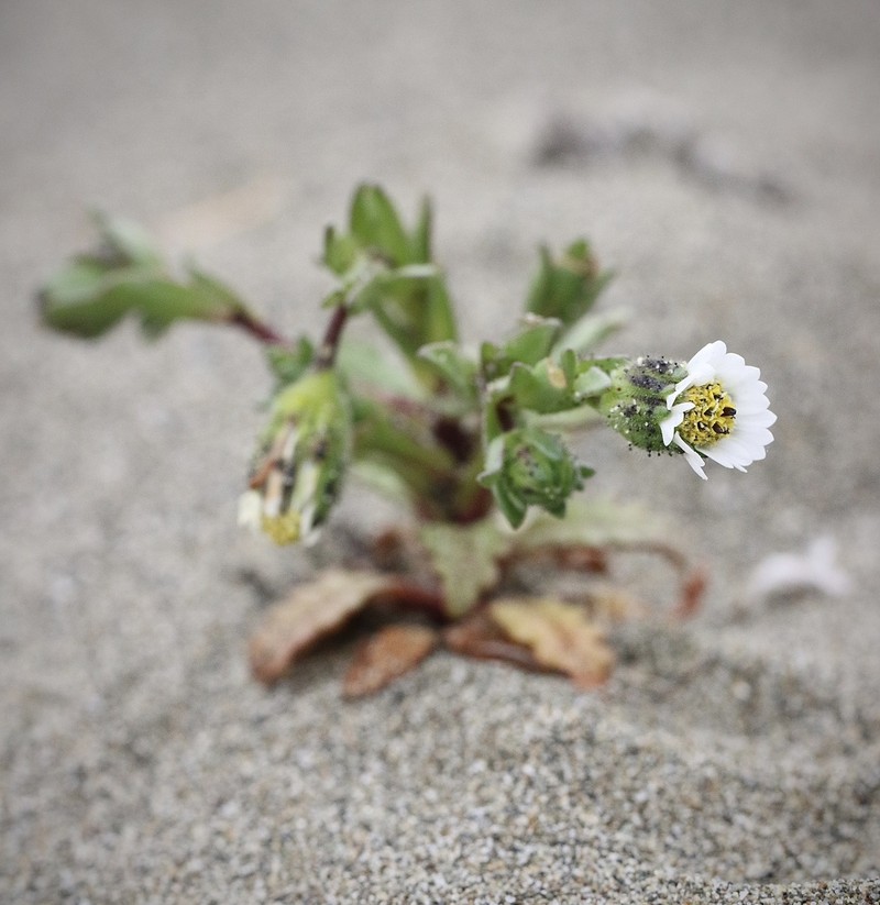Beach Tidytips photo 7