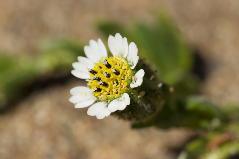 Beach Tidytips photo 8