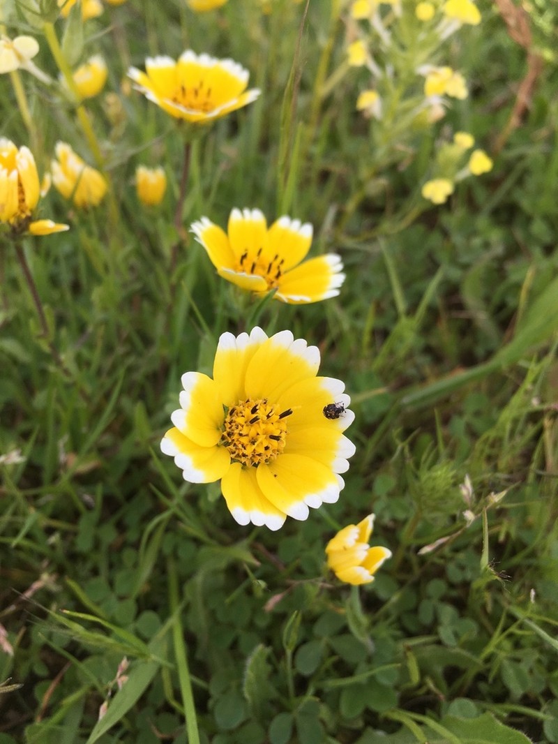 Smooth Tidytips