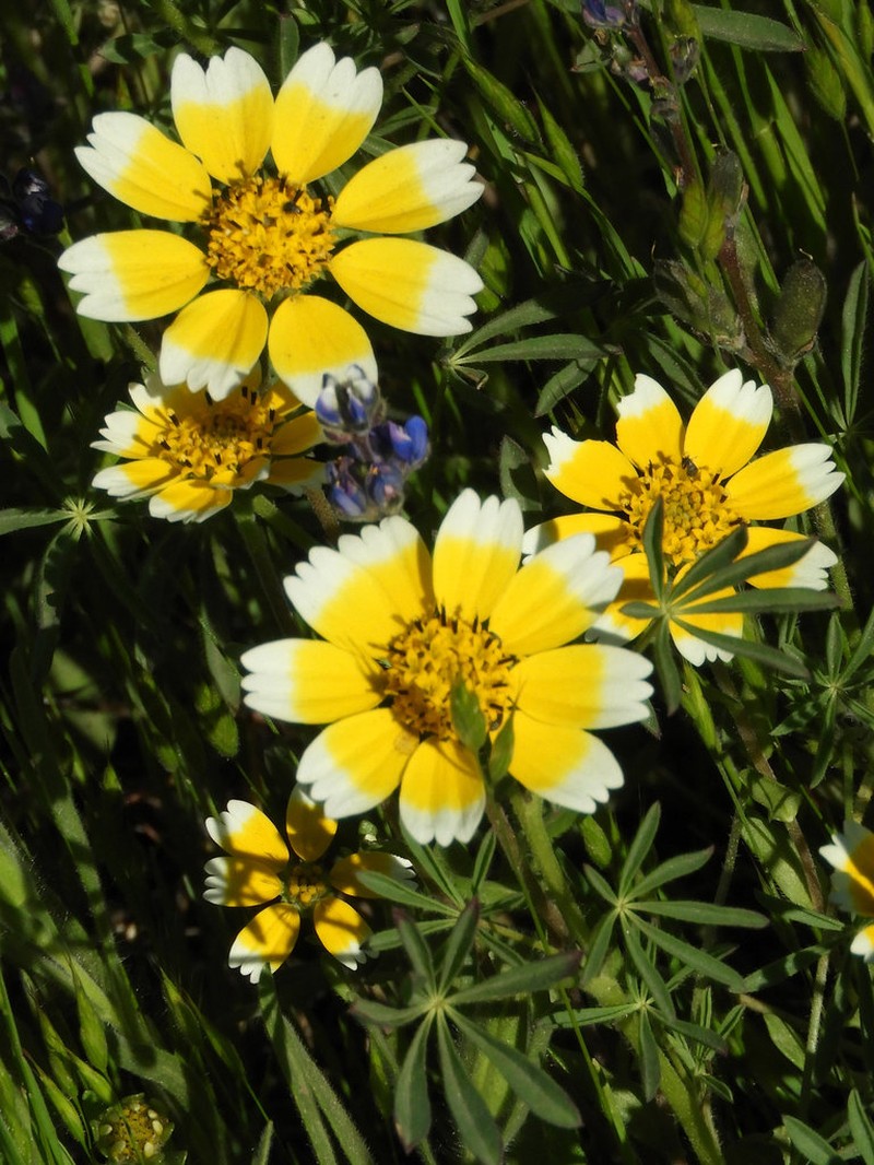 Smooth Tidytips photo 4