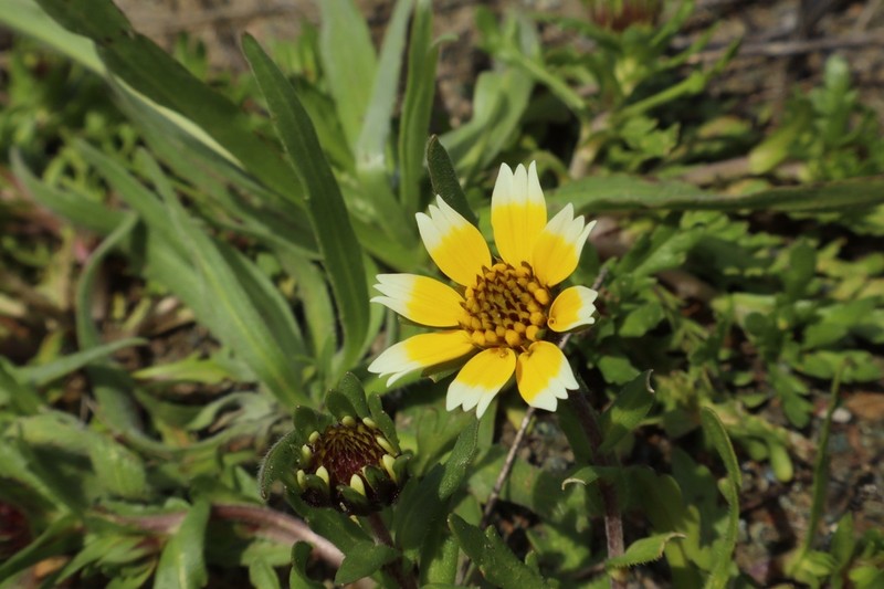 Smooth Tidytips photo 5