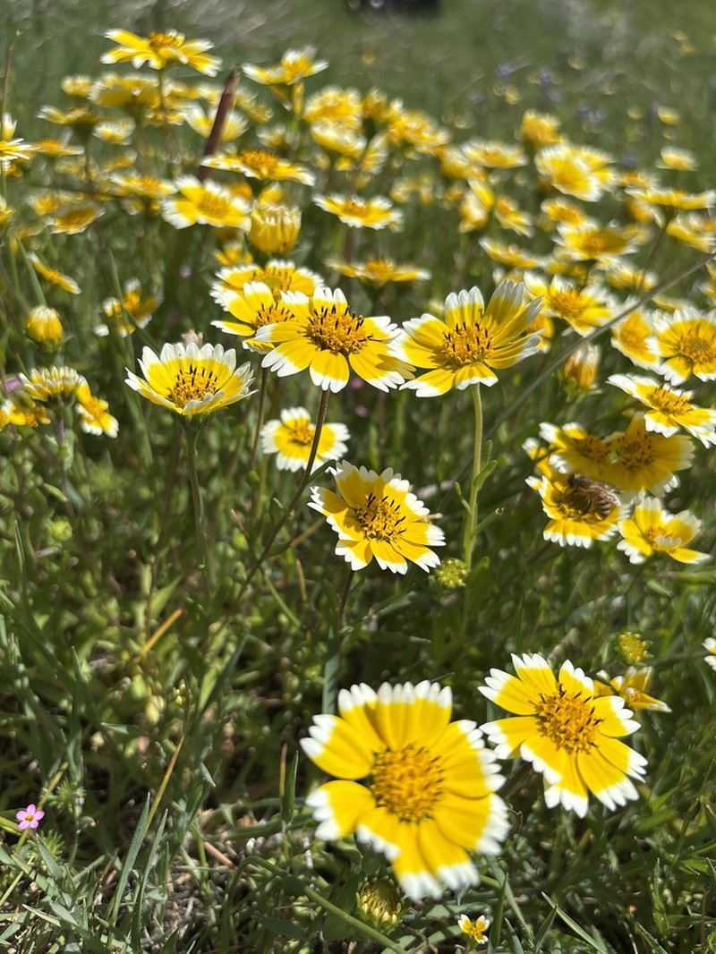 Smooth Tidytips photo 6