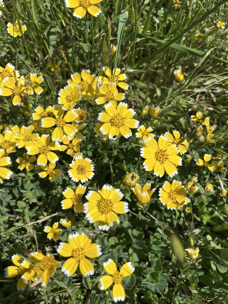 Smooth Tidytips photo 8