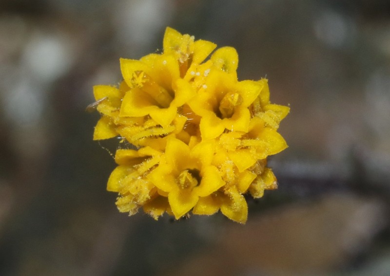 Rayless Tidytips photo 2