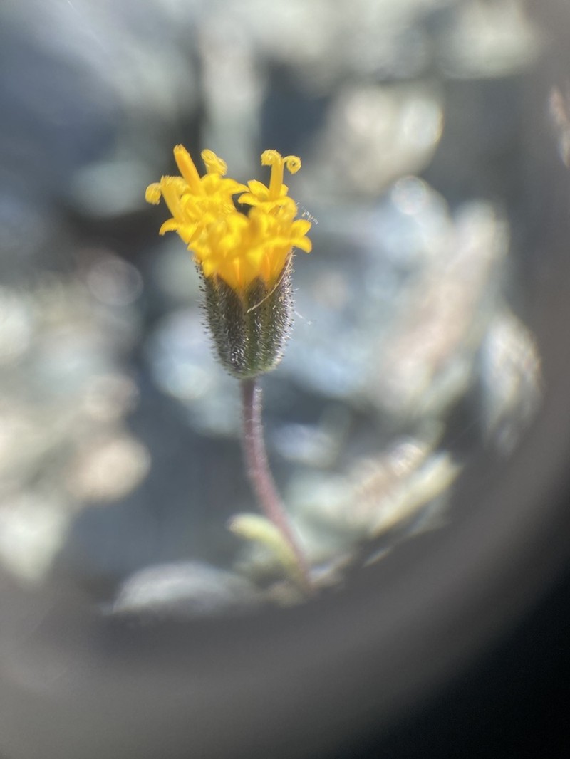 Rayless Tidytips photo 3