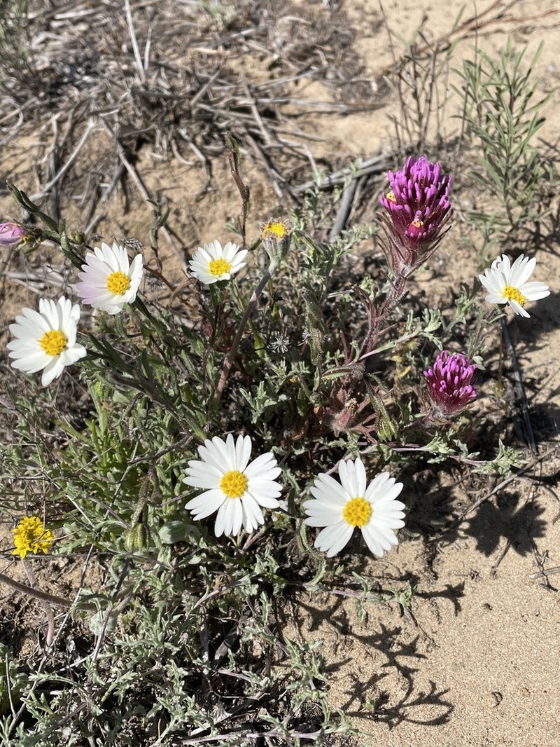 Layia erubescens