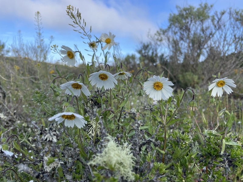 Layia erubescens photo 2